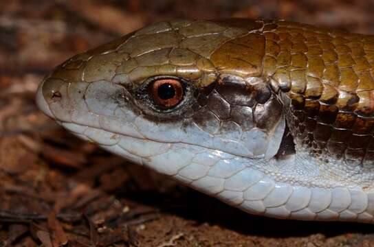 Image of Laurent’s Plated Lizard