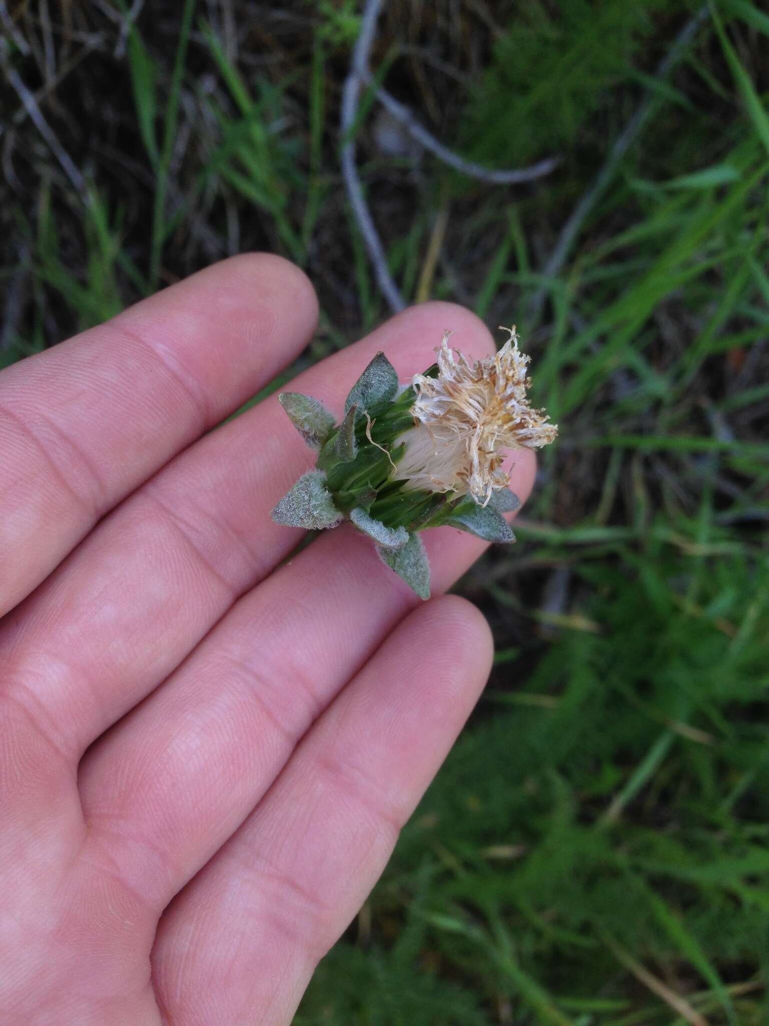 Image of bigflower agoseris