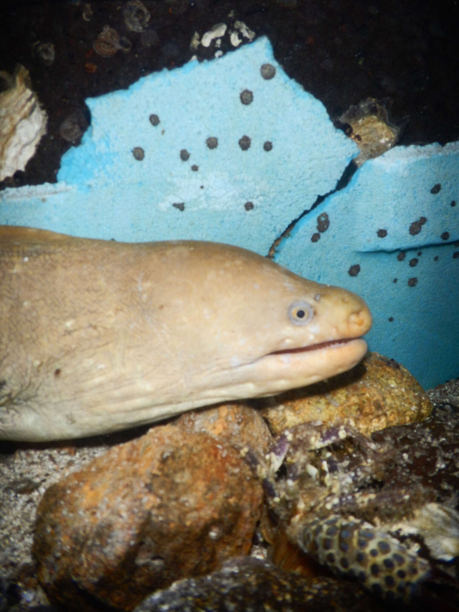 Image of Freckled moray