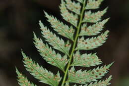 Polystichum formosanum Rosenst. resmi