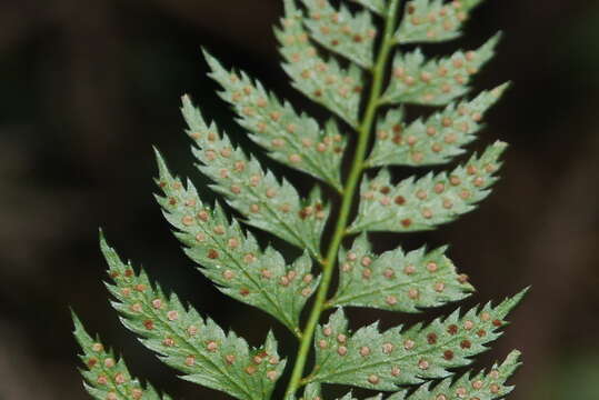 Image of Polystichum formosanum Rosenst.