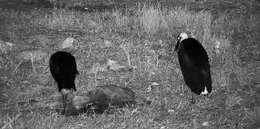 Image of African Woolly-necked Stork