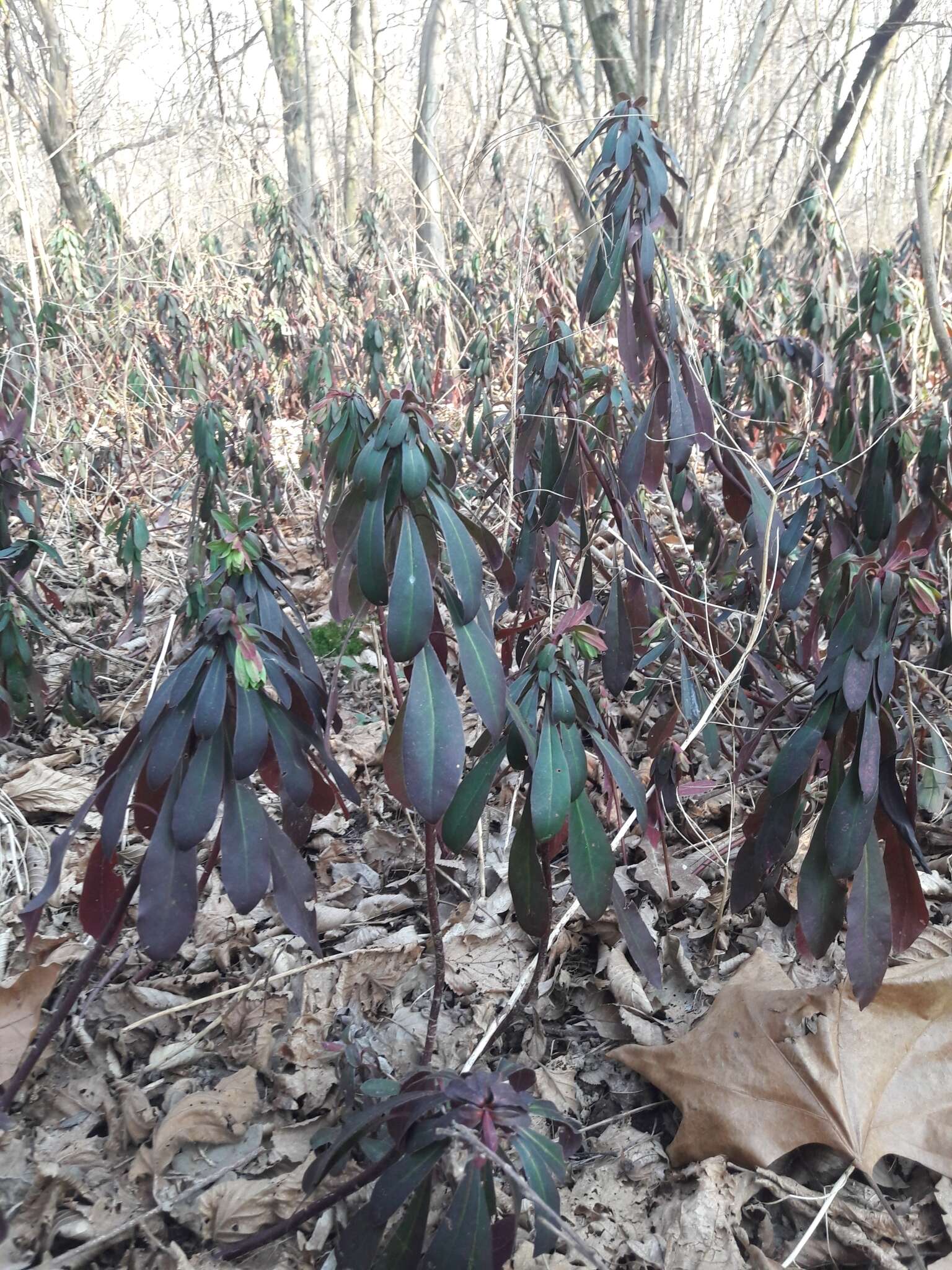 Image of Euphorbia amygdaloides subsp. amygdaloides