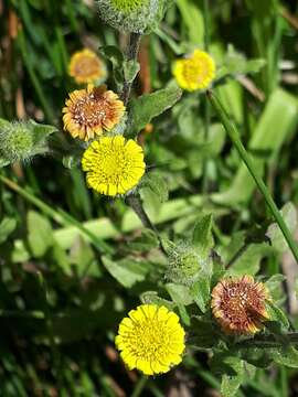 Image of Small Fleabane