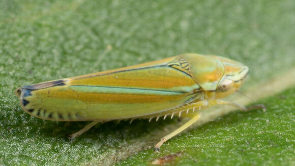 Image of Graphocephala versuta (Say 1830)