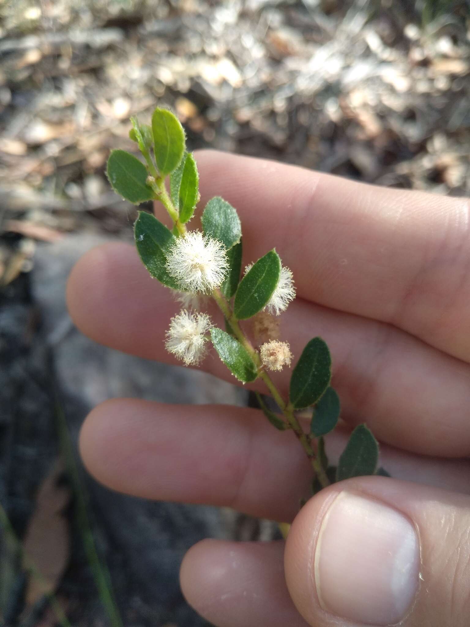 Image of Acacia hispidula (Sm.) Willd.