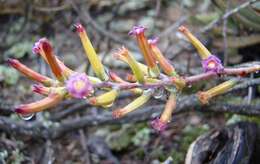 Image of Brittle Adromischus