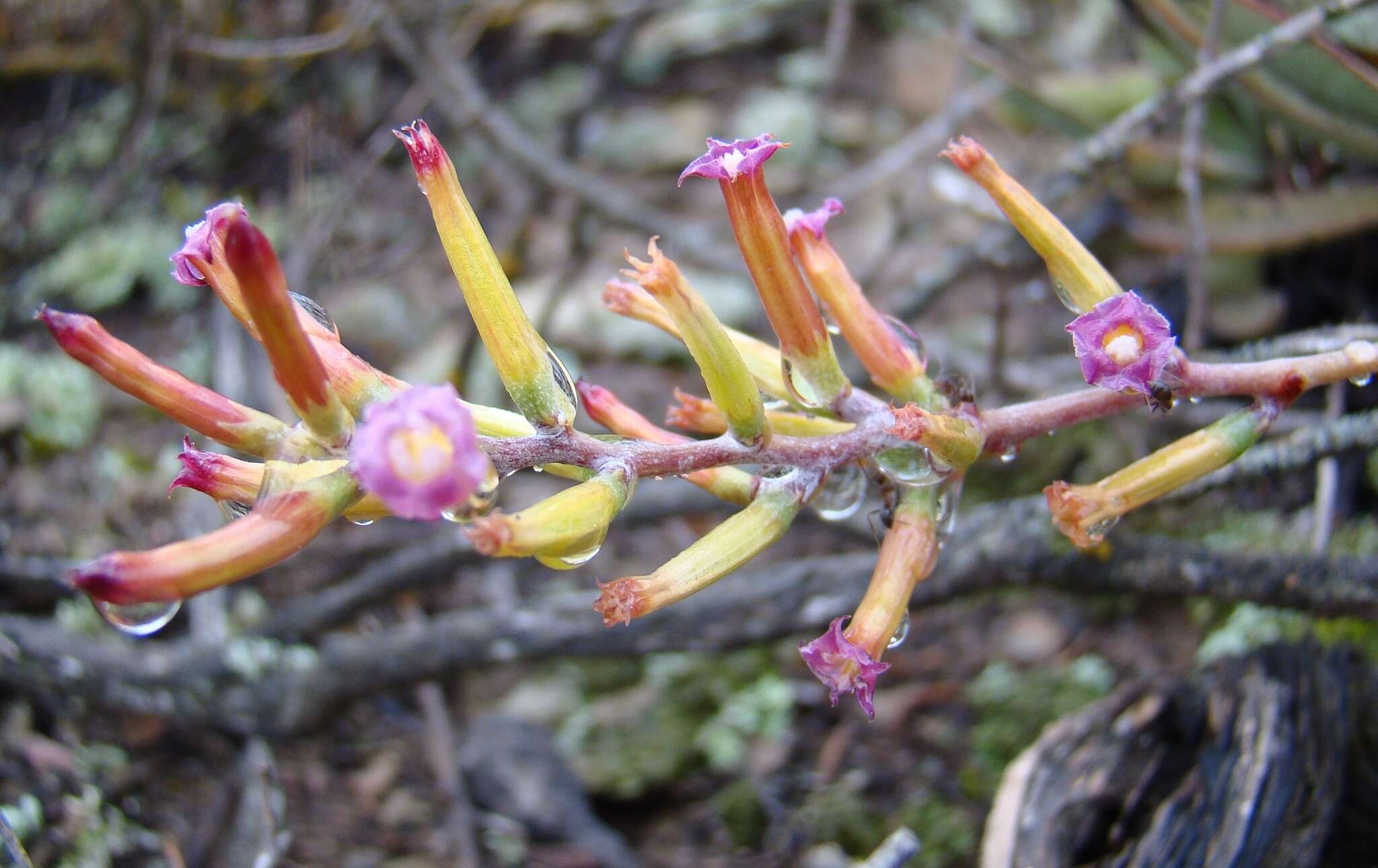 Image of Brittle Adromischus