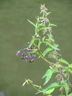 Image of bittersweet, woody nightshade