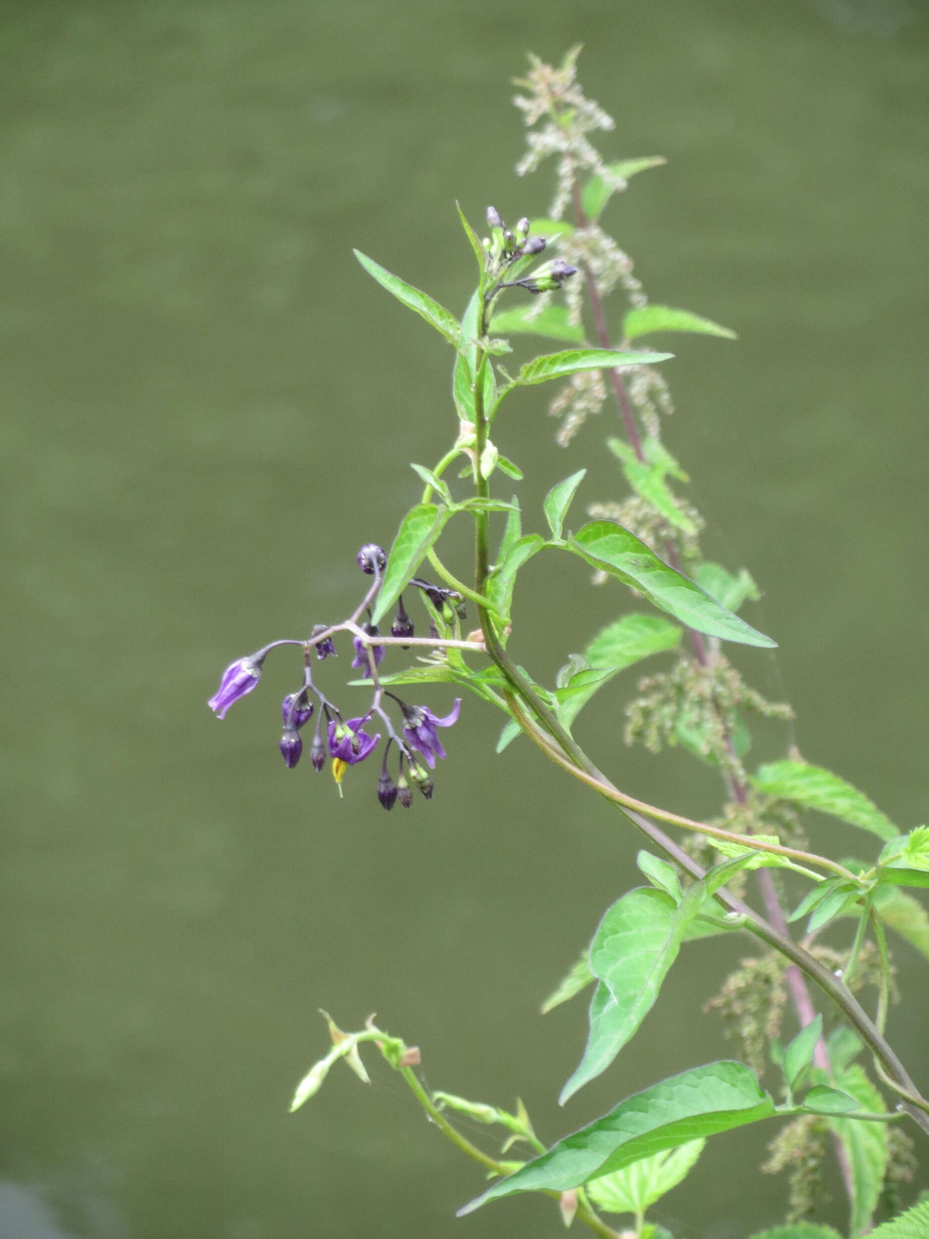 Image of bittersweet, woody nightshade