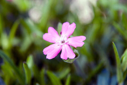 Image of sticky catchfly