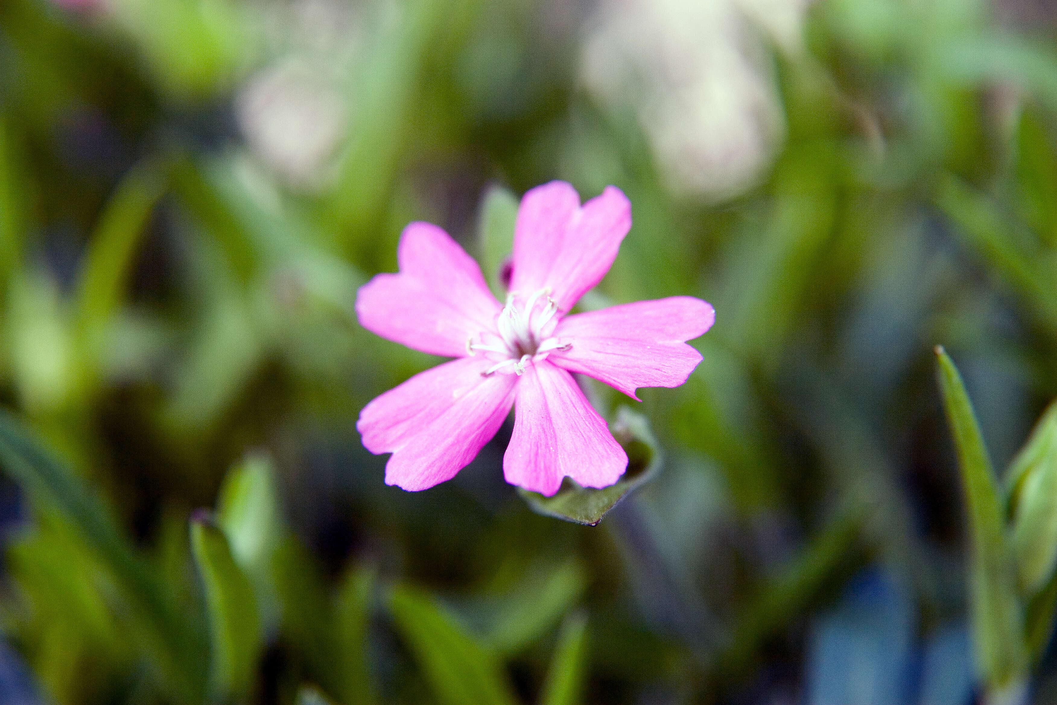 Image of sticky catchfly