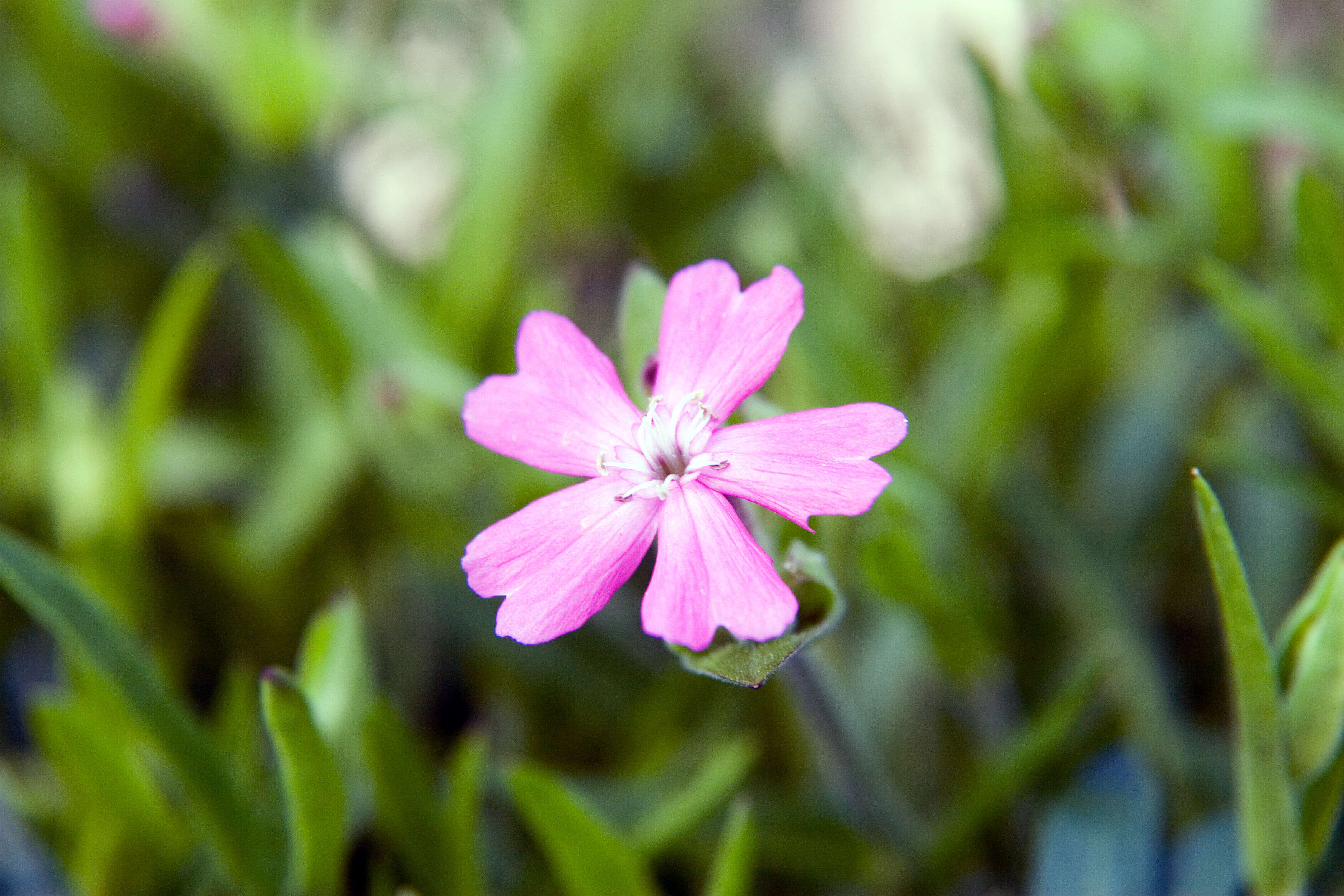 Image of sticky catchfly