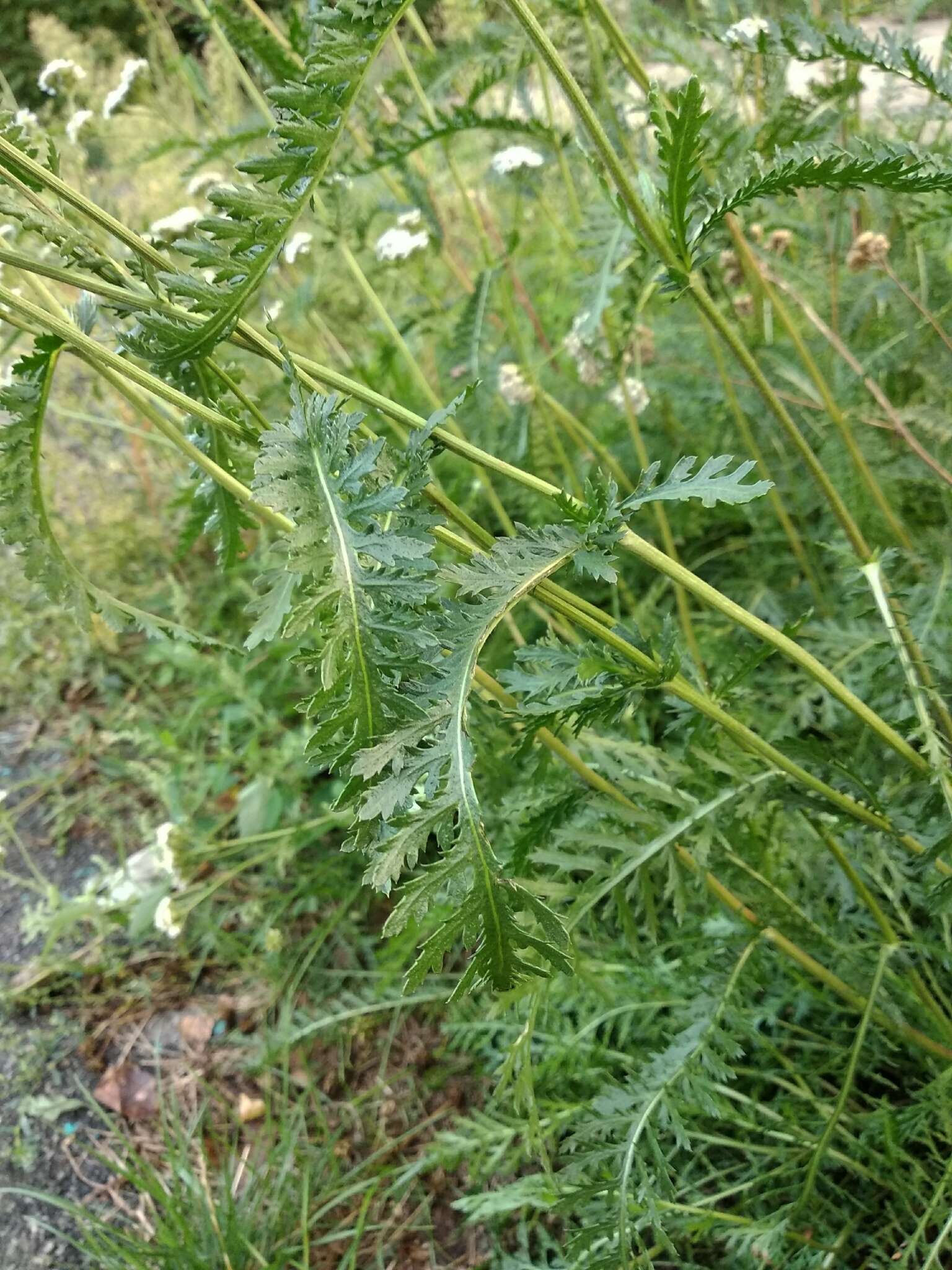 Image of Achillea inundata Kondrat.