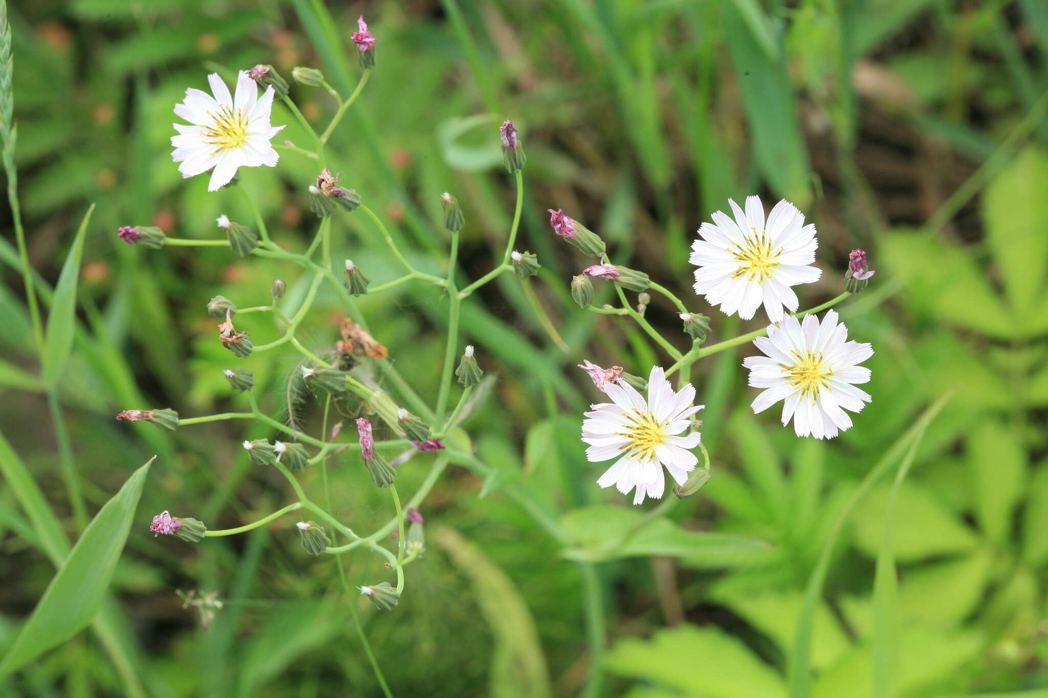 Image of Ixeris chinensis subsp. versicolor (Fisch. ex Link) Kitam.