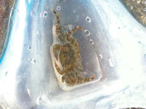 Image of marbled rock crab