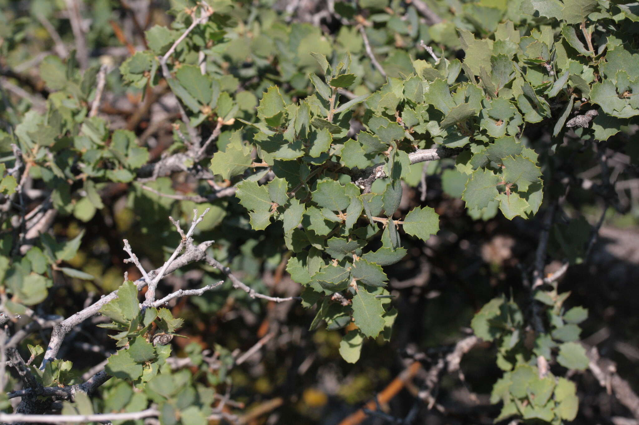 Image of Tucker oak