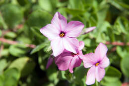 Image of creeping phlox