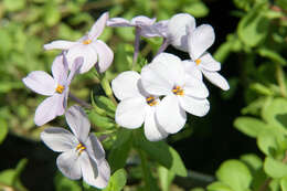 Image of creeping phlox