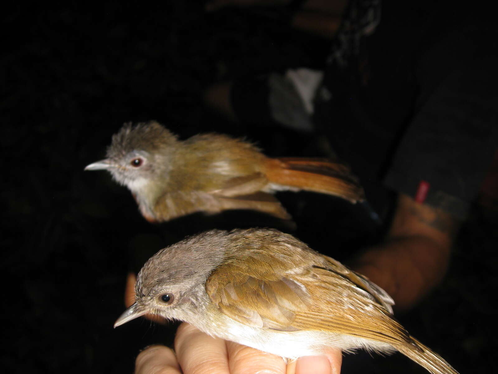 Image of Sooty-capped Babbler