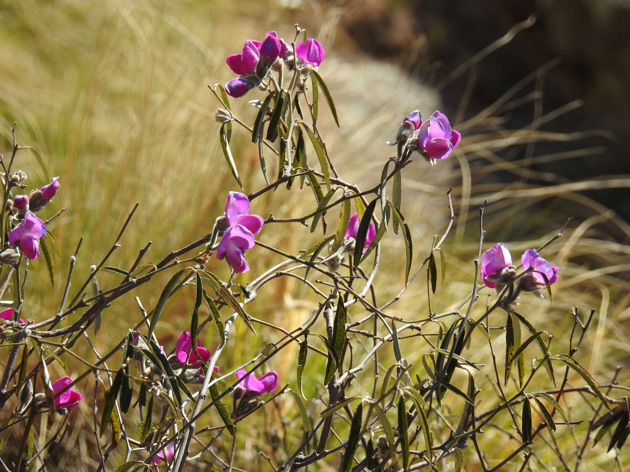 Image of Collaea argentina Griseb.