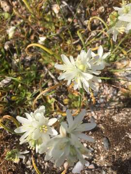 Image of Ornithogalum concinnum Salisb.