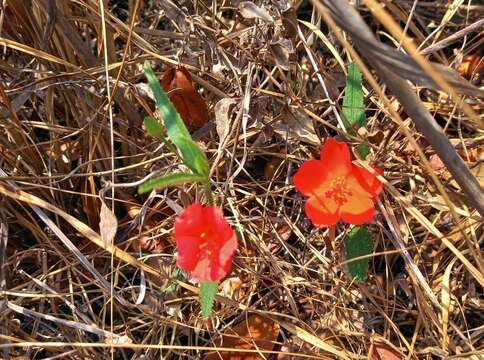 صورة Hibiscus rhodanthus Gürke ex Schinz