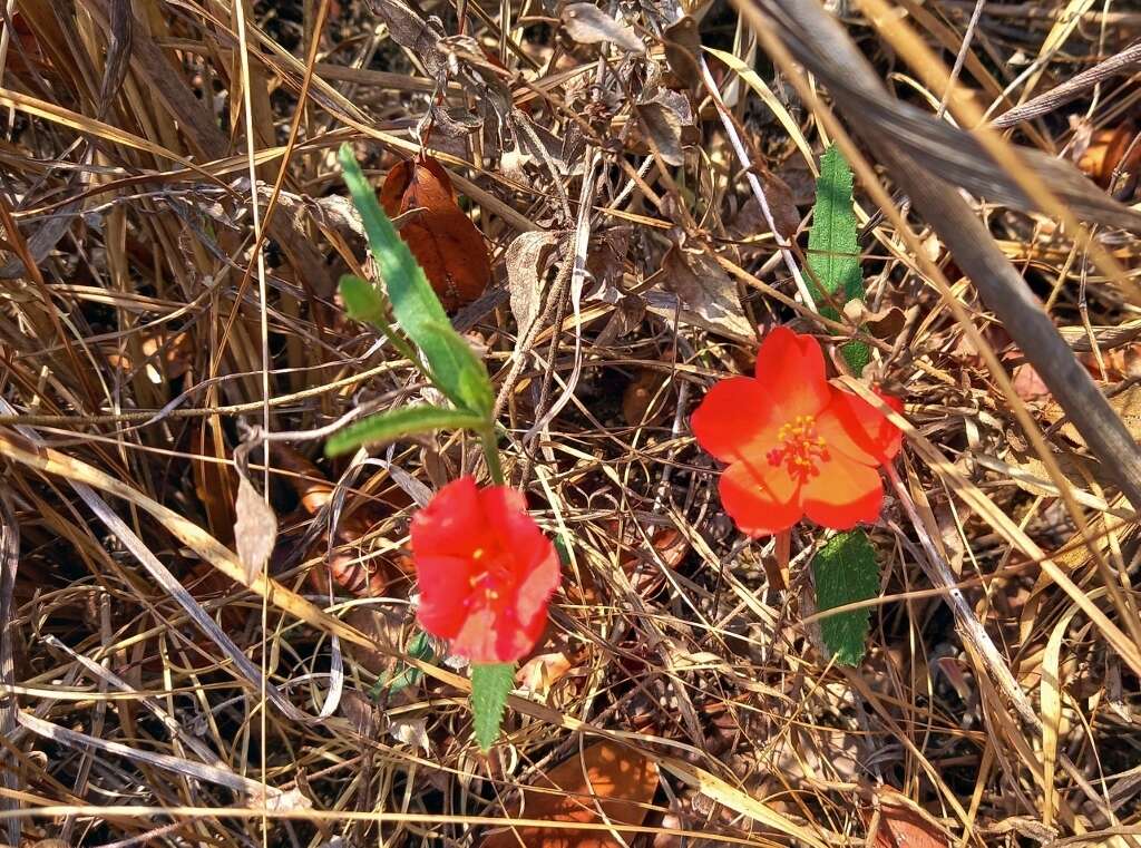 Image of Dwarf red hibiscus