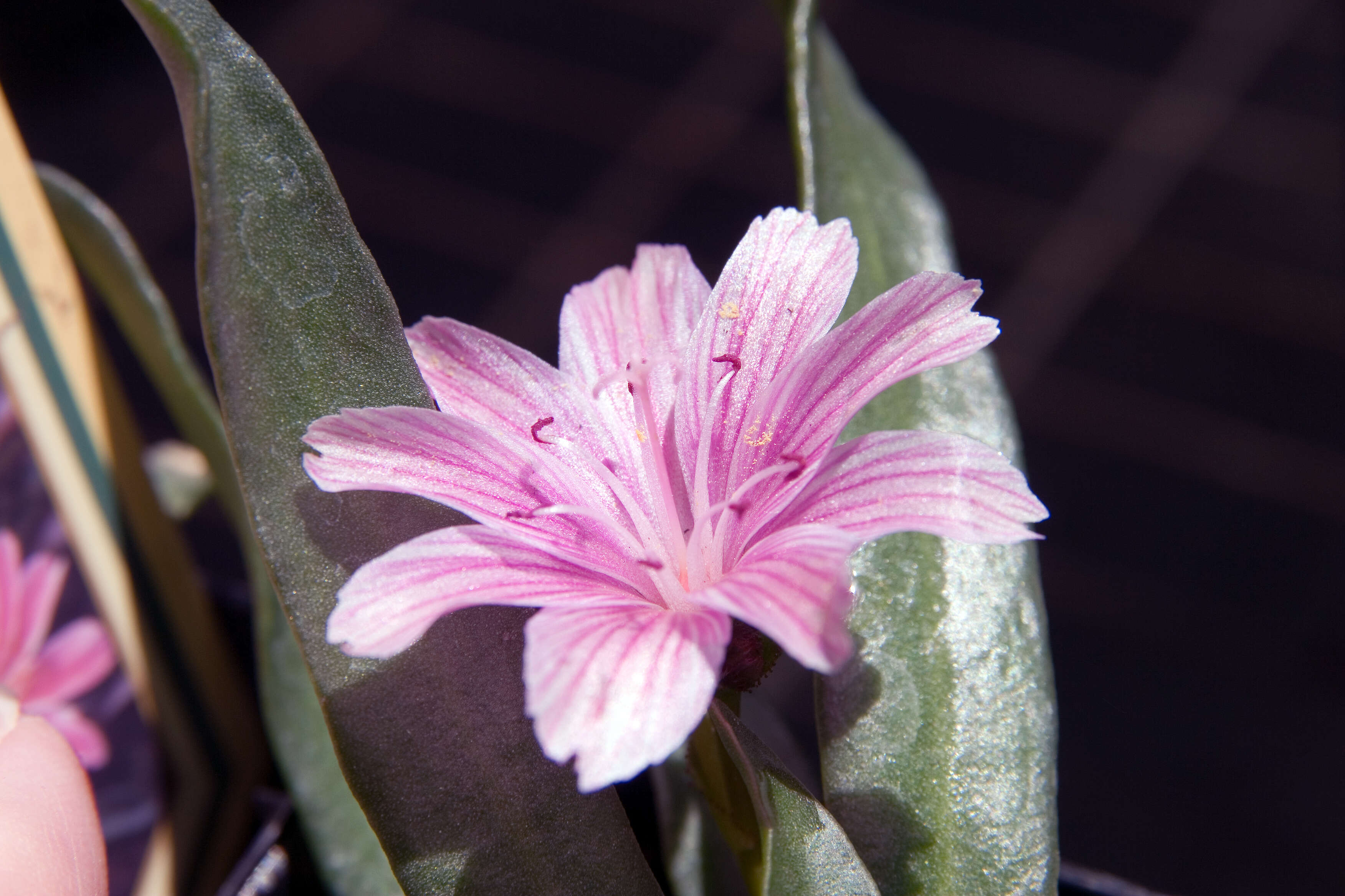 Image of lewisia