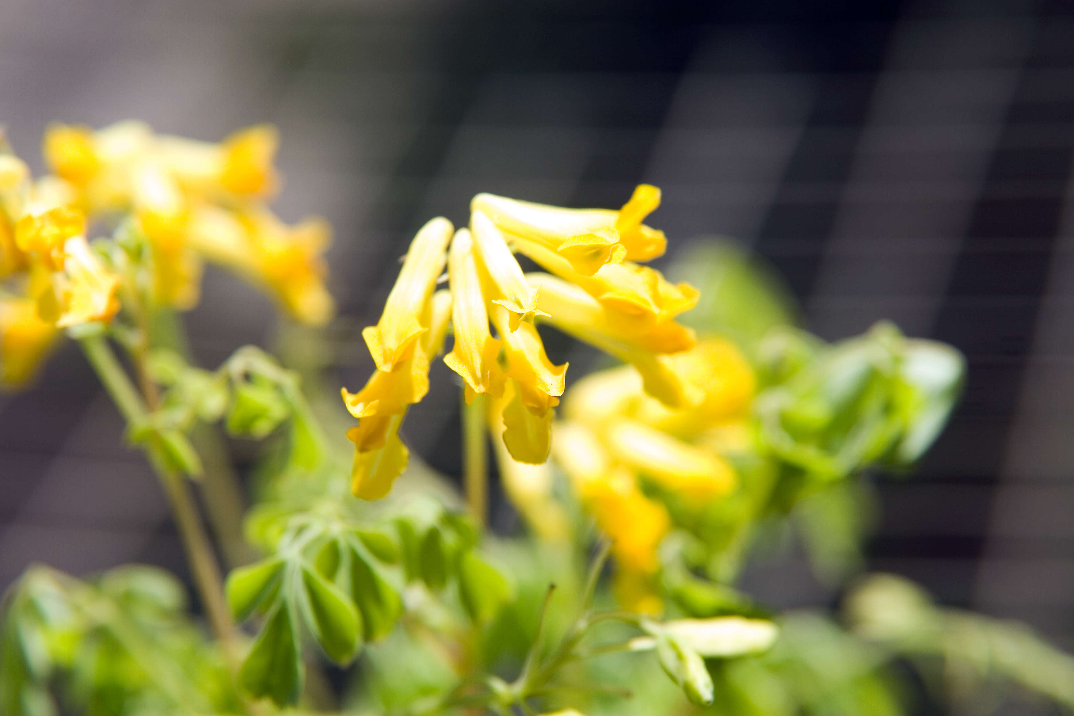 Image of yellow corydalis