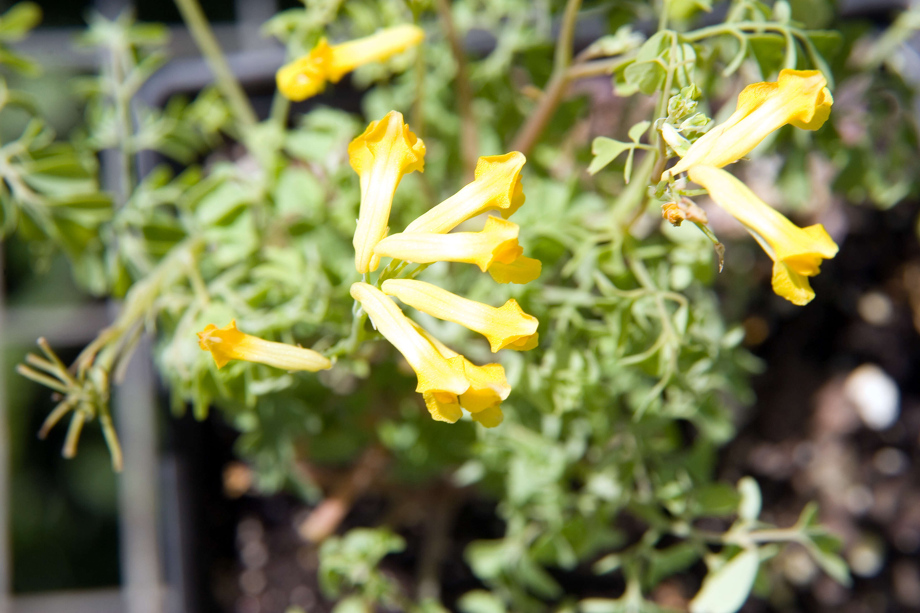 Image of yellow corydalis