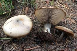 Image of Clitocybe glacialis Redhead, Ammirati, Norvell & M. T. Seidl 2000