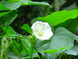 Image de Ipomoea santillanii O'Donell