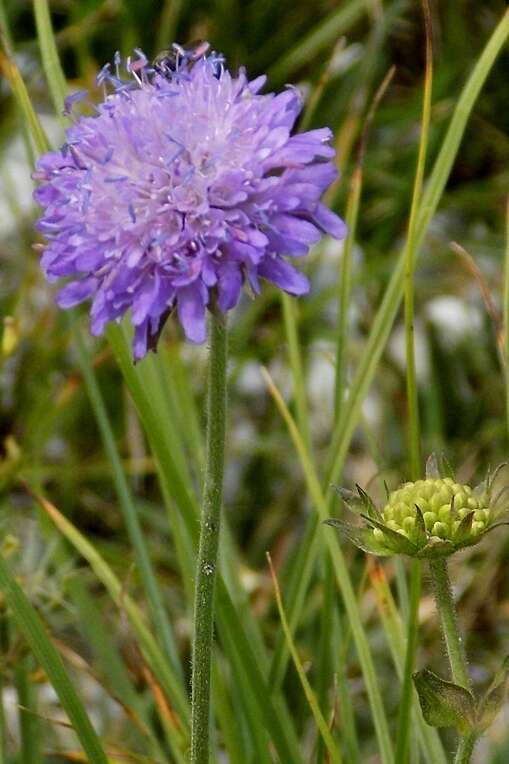 صورة Knautia dipsacifolia Kreutzer