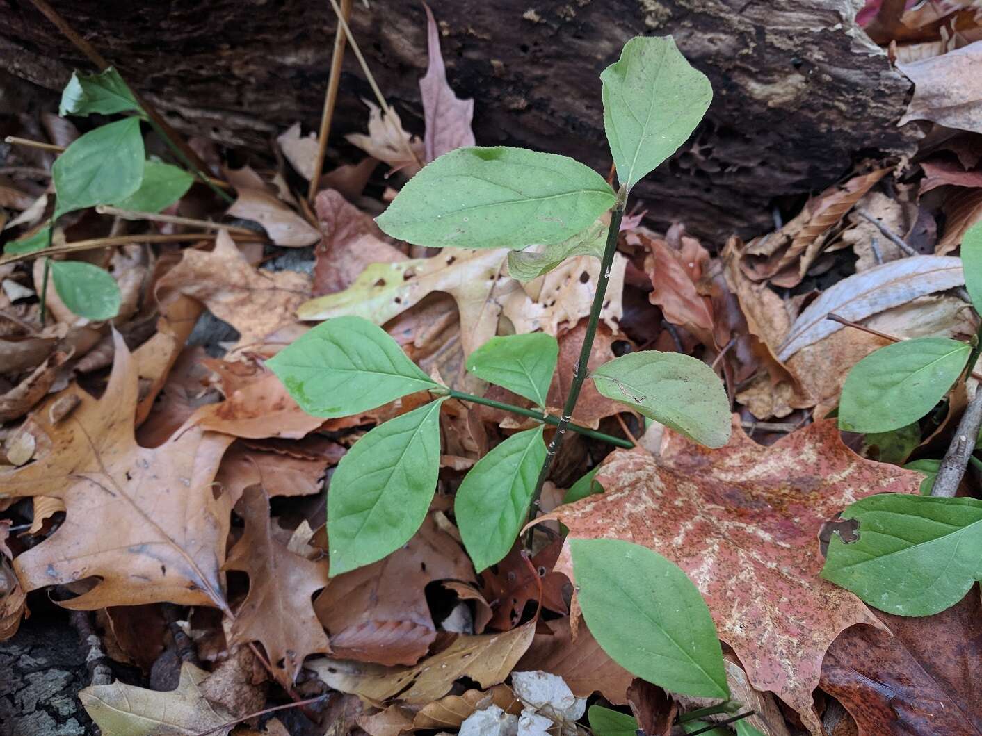 Imagem de Euonymus obovatus Nutt.