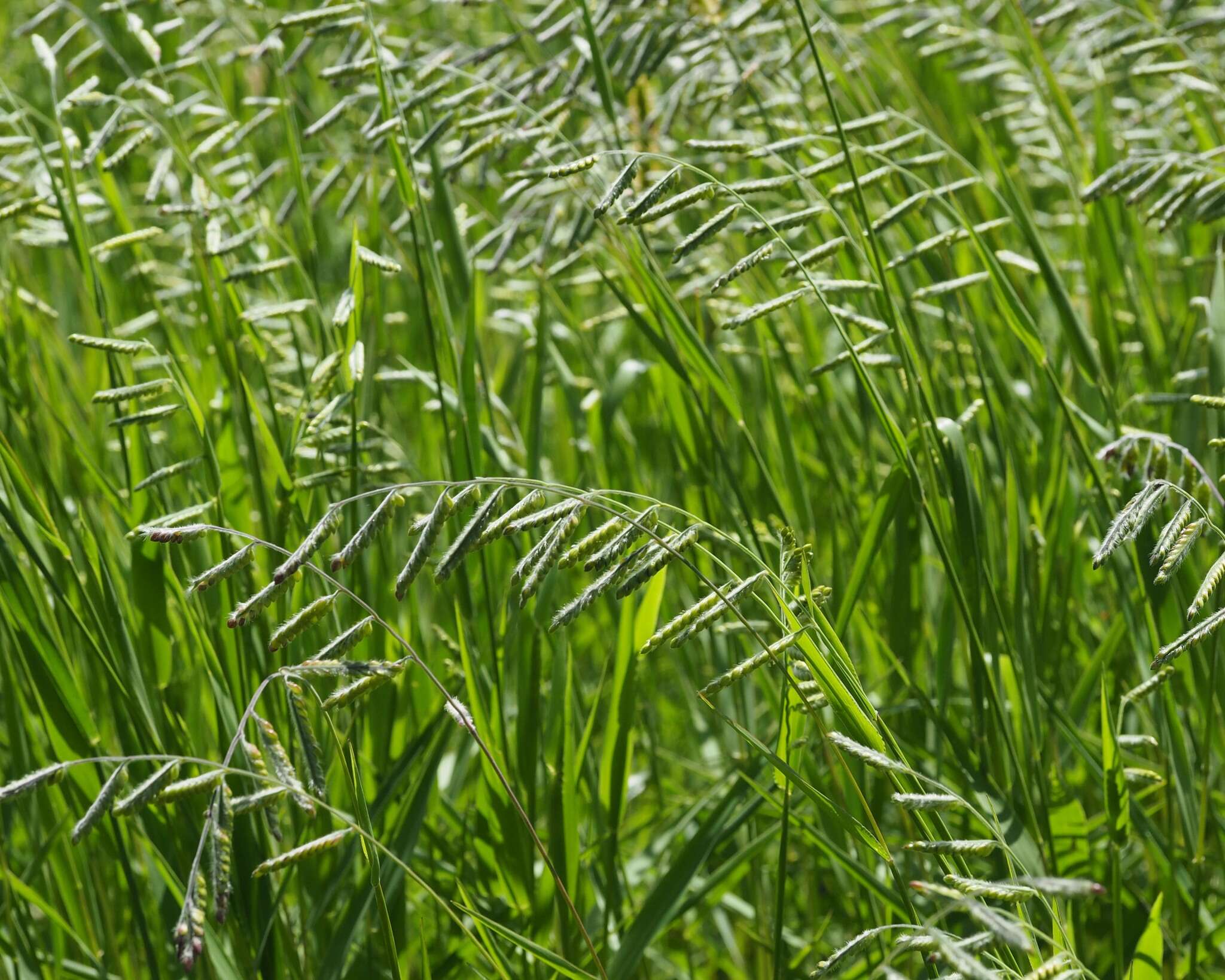 Image of hairy cupgrass