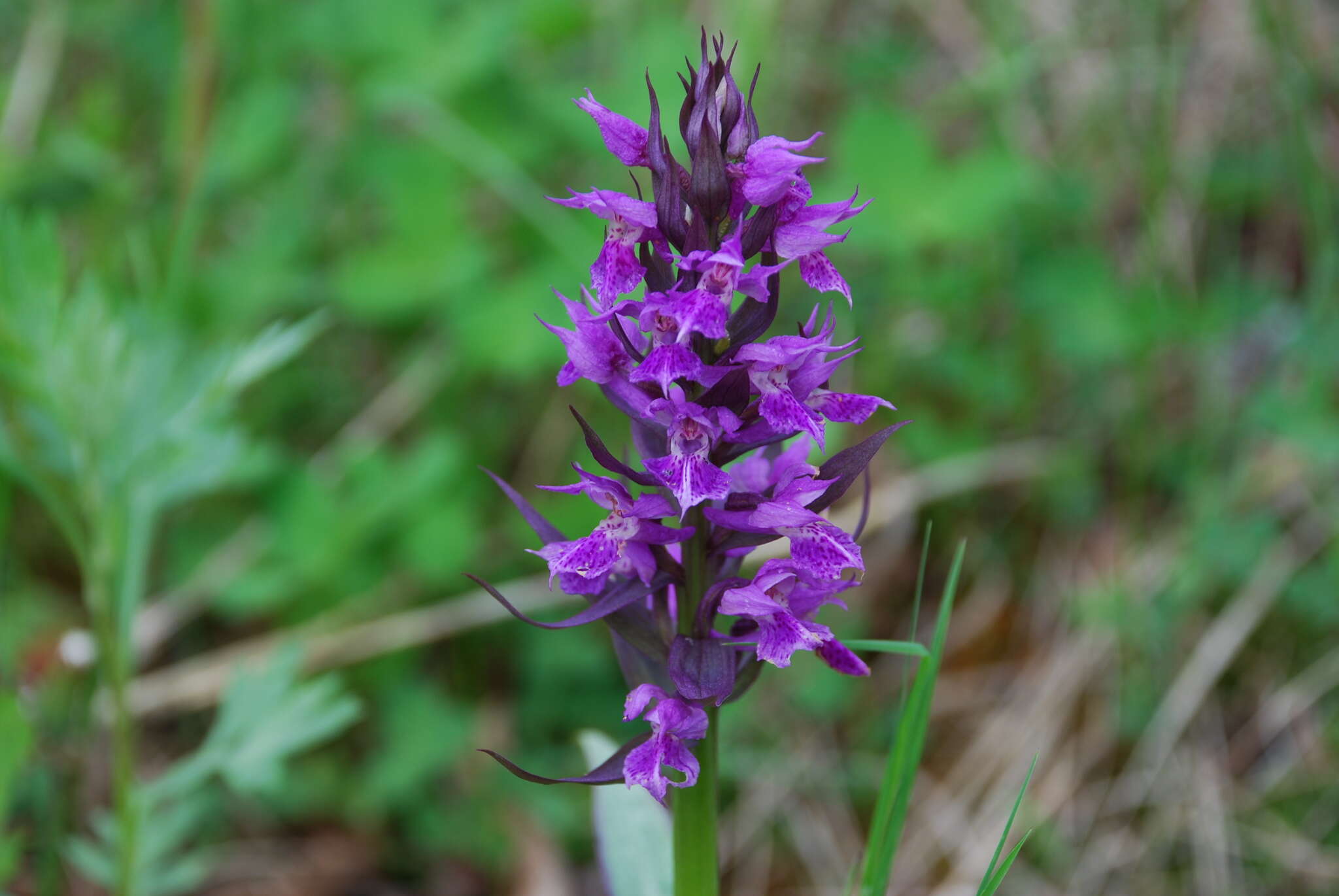 Image of Dactylorhiza aristata (Fisch. ex Lindl.) Soó