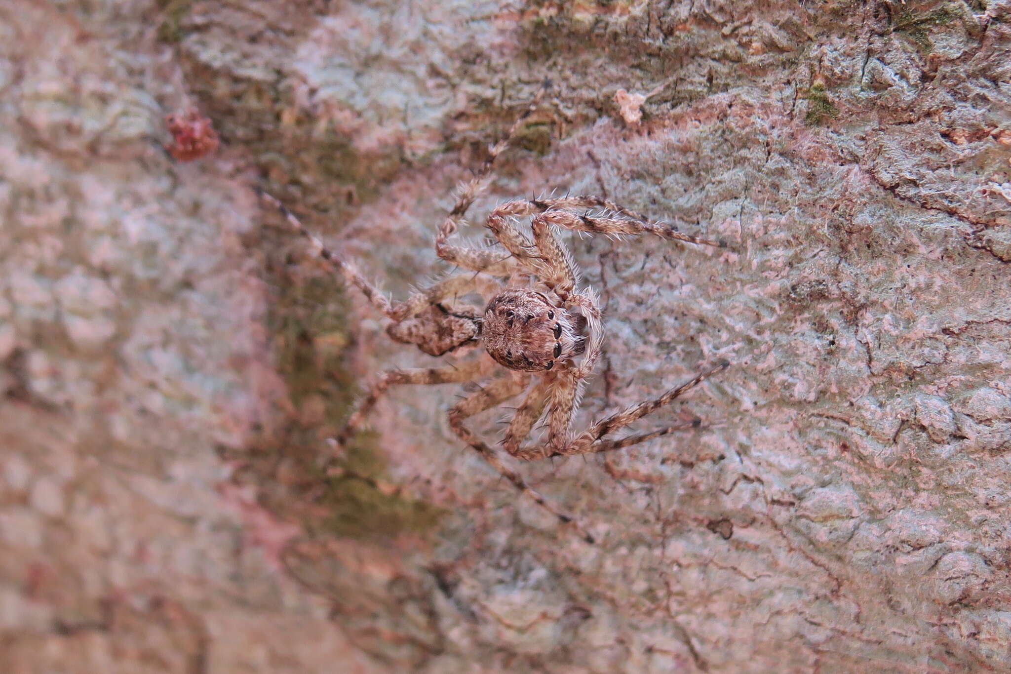 Imagem de Phaeacius malayensis Wanless 1981