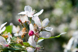 Image of Japanese Crabapple