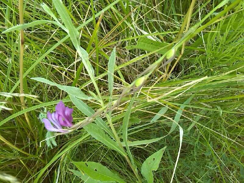 Слика од Gladiolus imbricatus L.