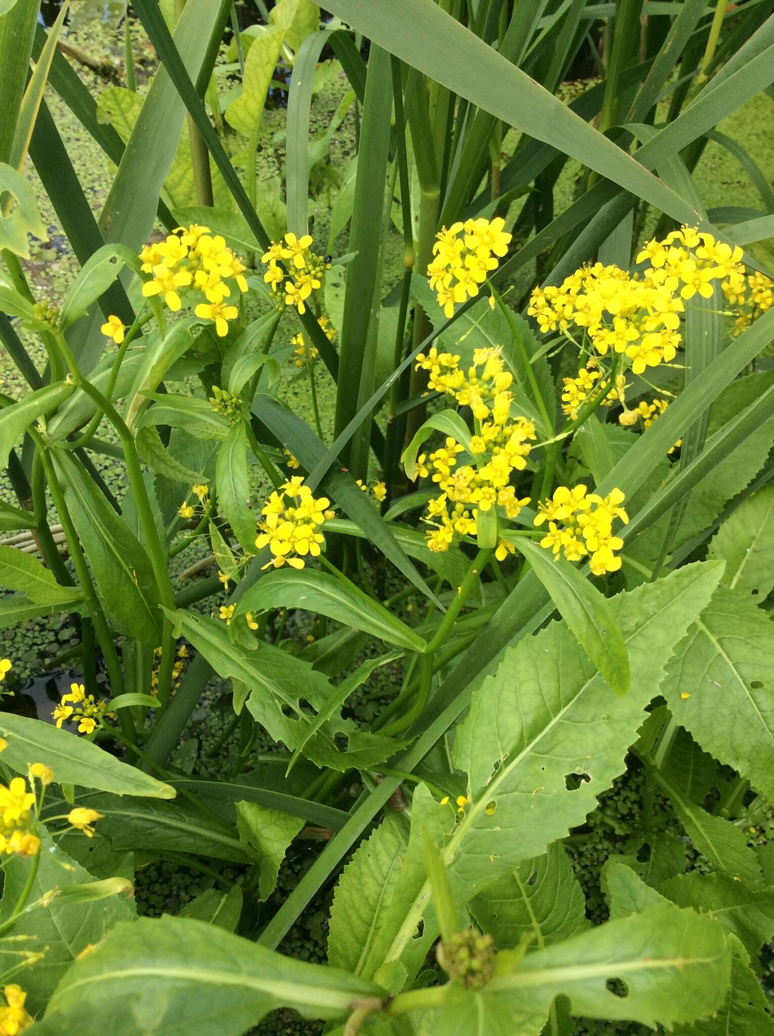 Image of Great Yellow-cress