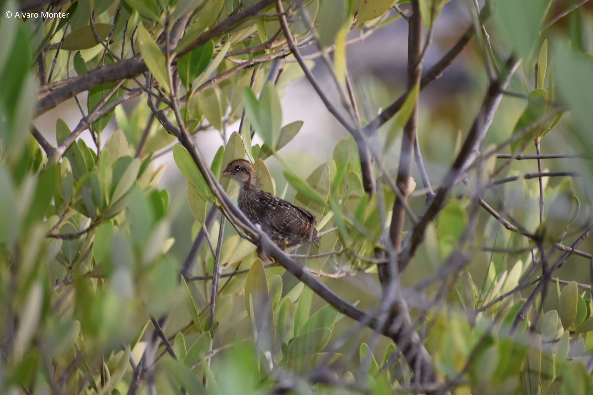 Image of Black-throated Bobwhite