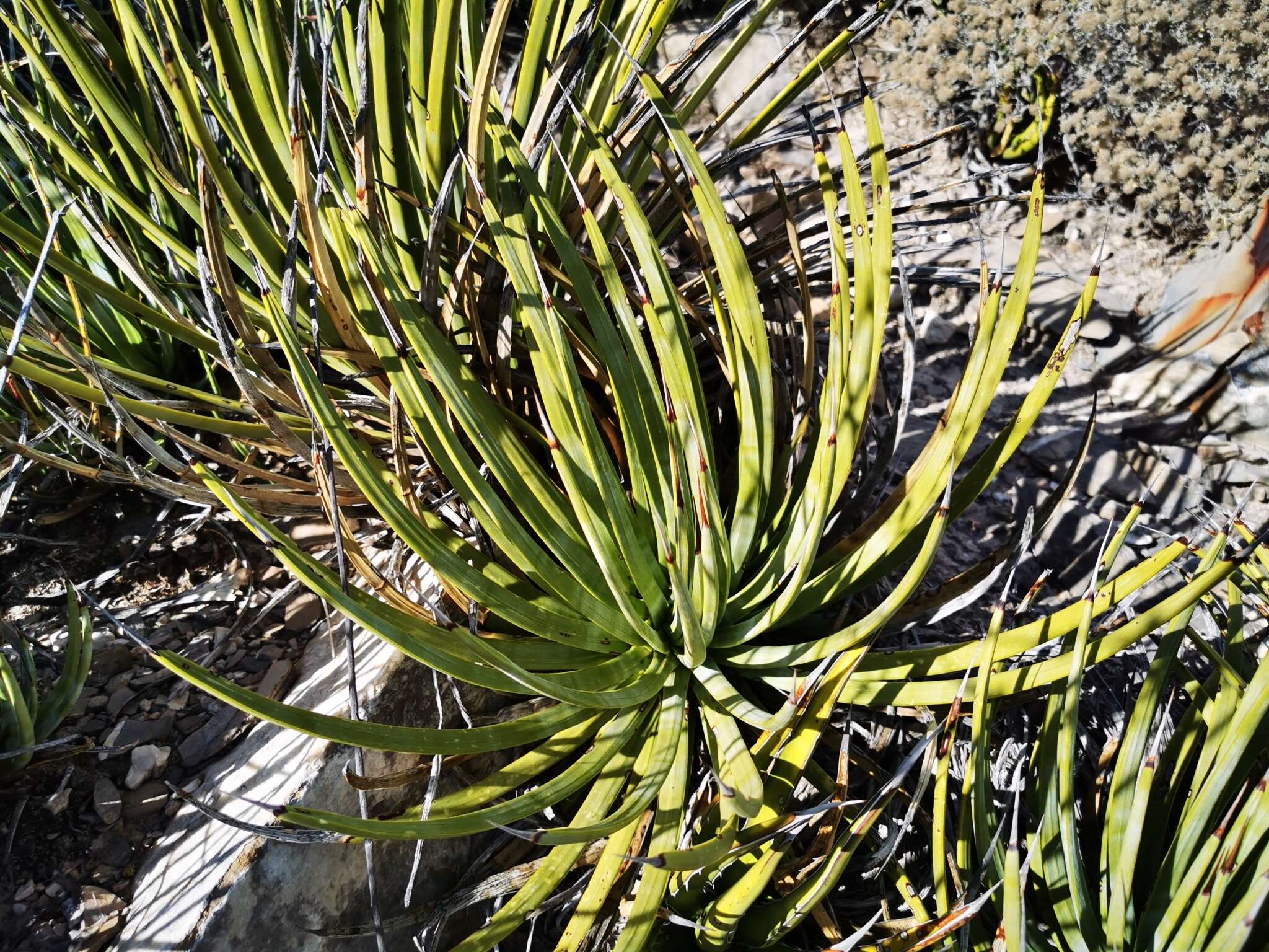 صورة Agave striata subsp. falcata (Engelm.) Gentry