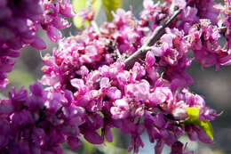 Imagem de Cercis chinensis Bunge