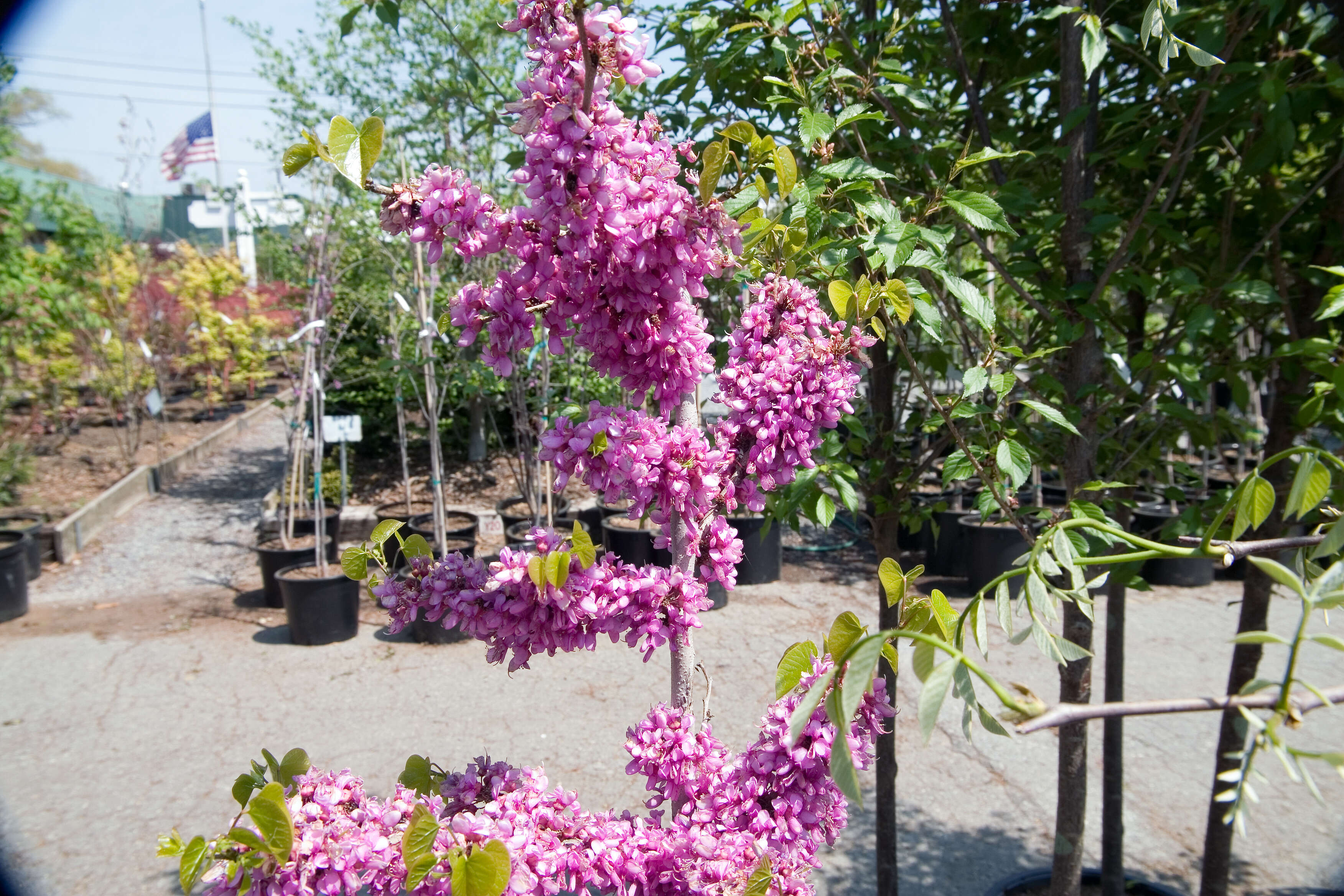 Imagem de Cercis chinensis Bunge