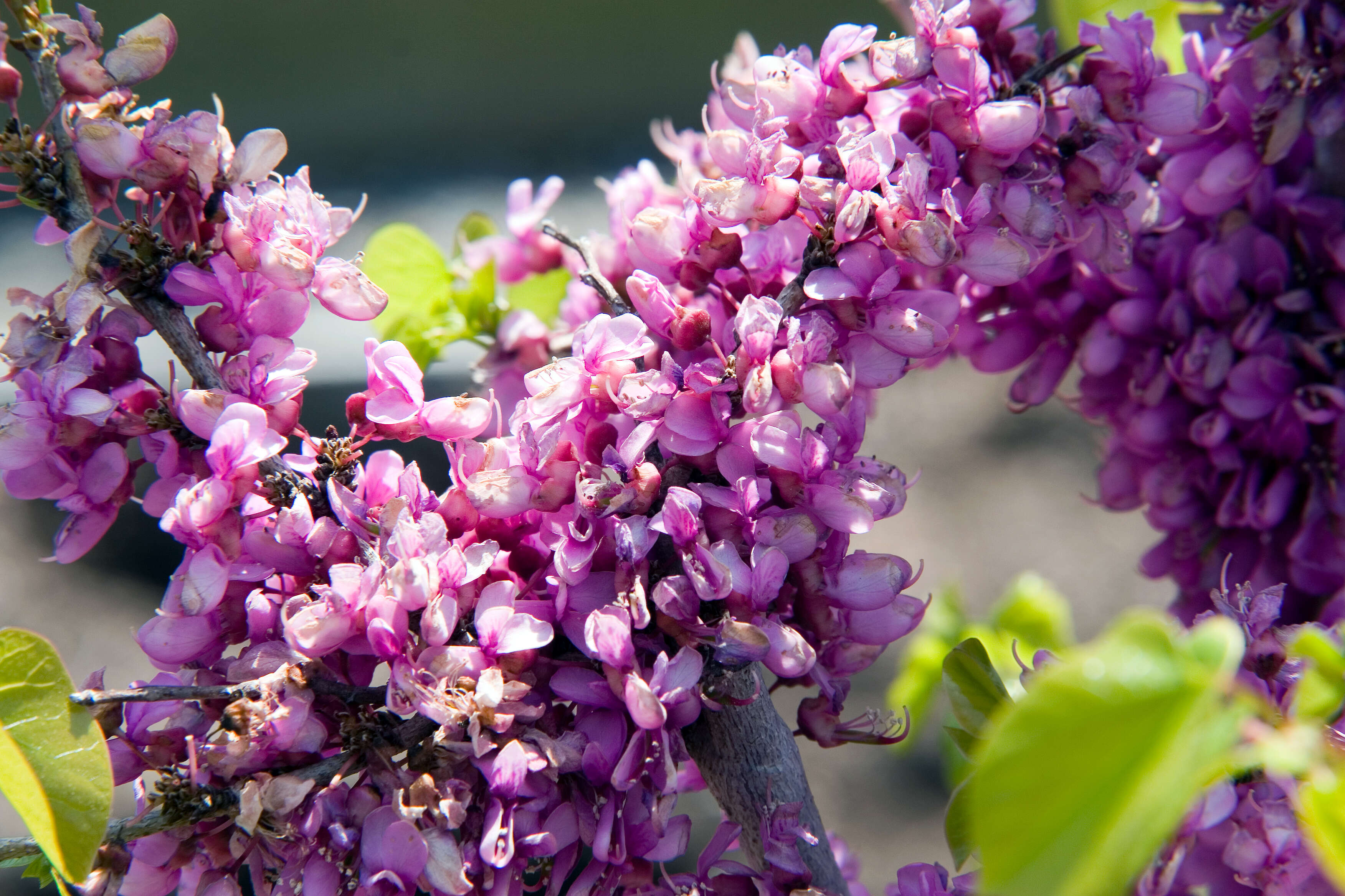 Слика од Cercis chinensis Bunge