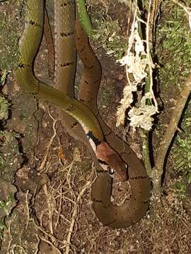 Image of Black-banded Keelback