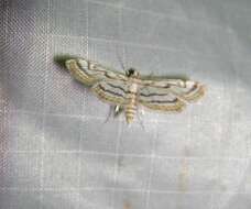 صورة Parapoynx badiusalis Walker 1859