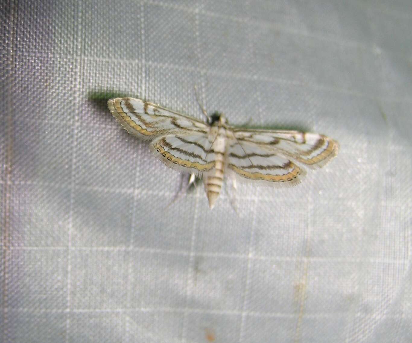 Image of Chestnut-marked Pondweed Moth