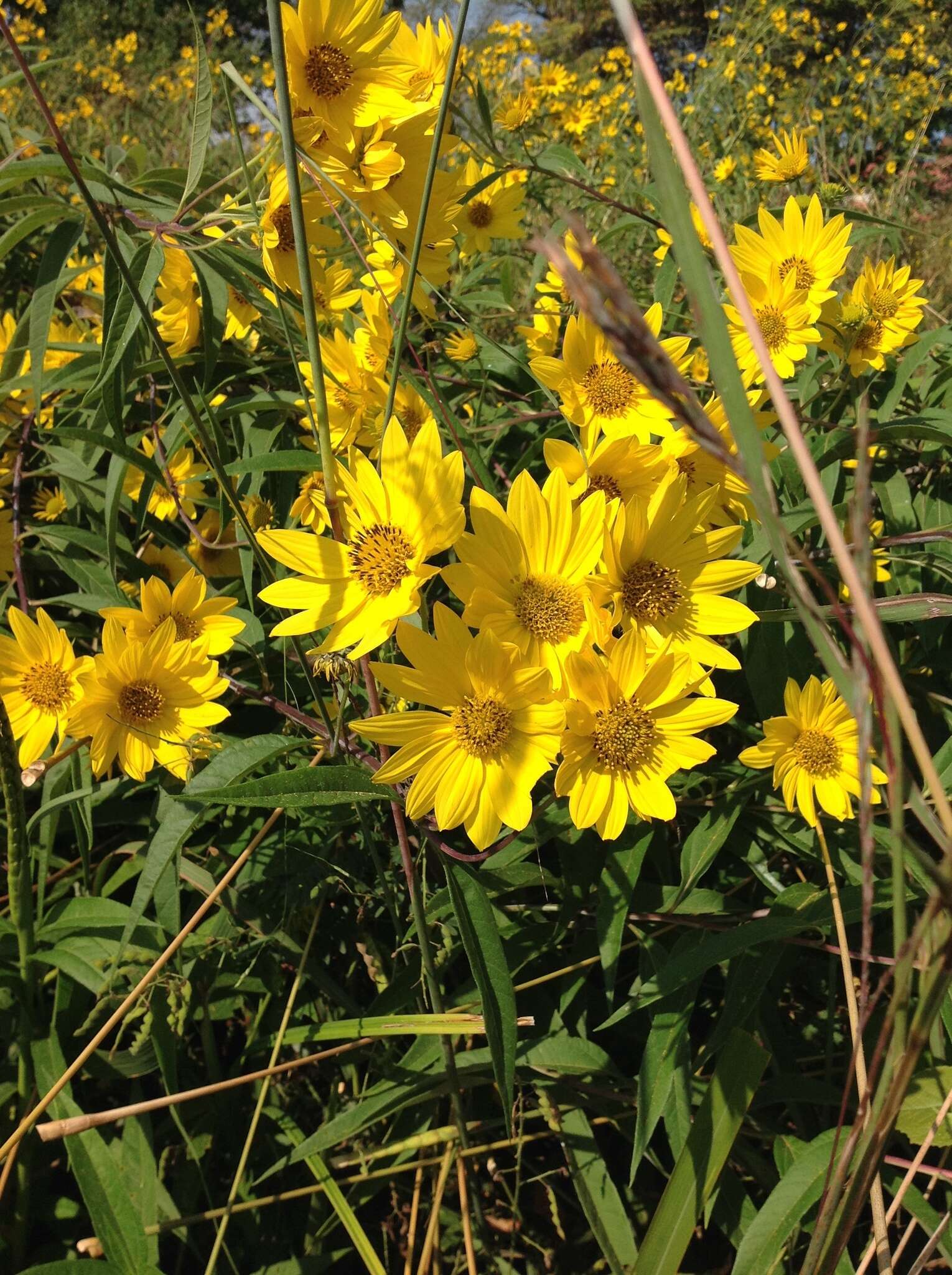 Image of Maximilian sunflower